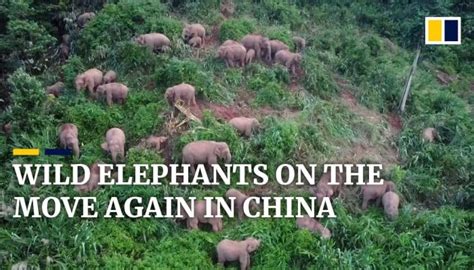 are there any elephants in china